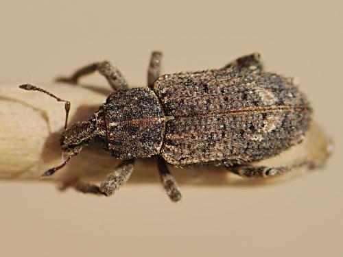 Listroderes costirostris