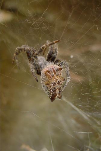 Cyrtophora citricola
