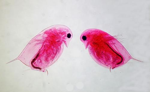 Daphnia pulex