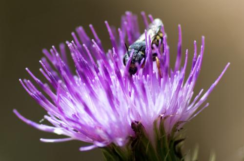 Réf. 173 520 : Pseudoanthidium sp.
