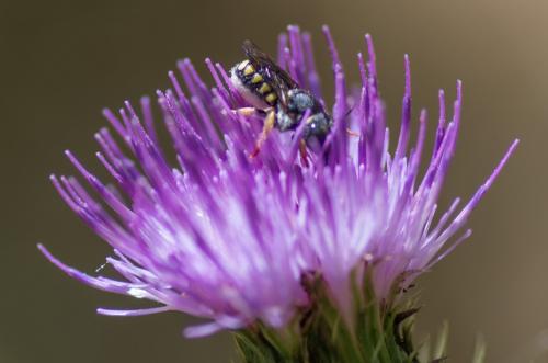 Réf. 173 521 : Pseudoanthidium sp.