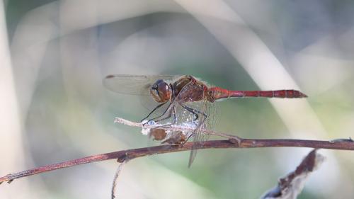 Réf. 173 541 : Sympetrum vulgatum