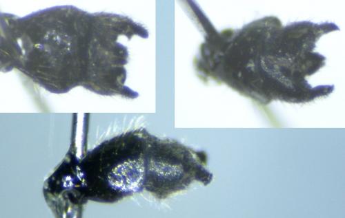 Dilophus clavicornus