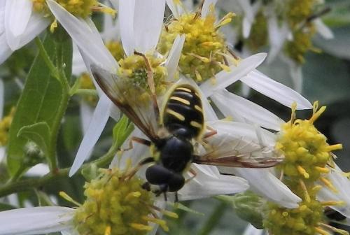 Sericomyia chrysotoxoides