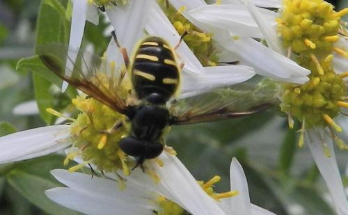 Sericomyia chrysotoxoides
