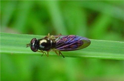 Réf. 173 496 : Melanostoma sp.