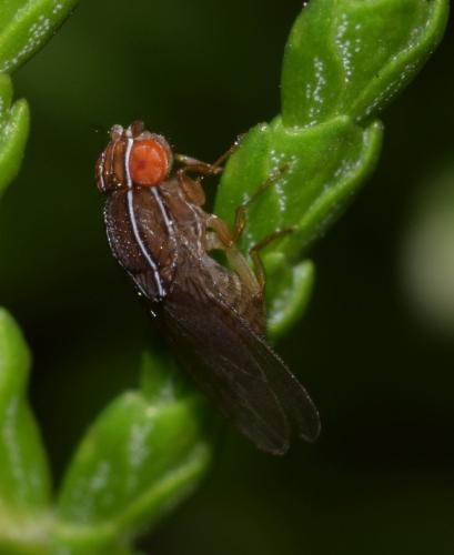 Réf. 173 473 : Zaprionus tuberculatus