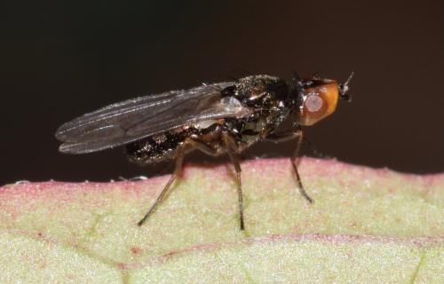 Chamaepsila hebraica