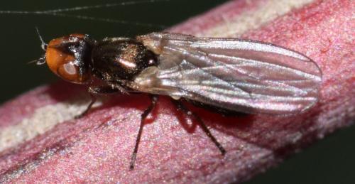 Chamaepsila hebraica