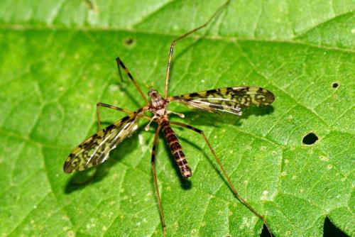 Réf. 173 583 : Epiphragma ocellare