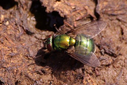 Réf. 173 990 : Neomyia viridescens