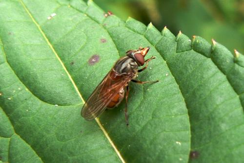 Rhingia campestris