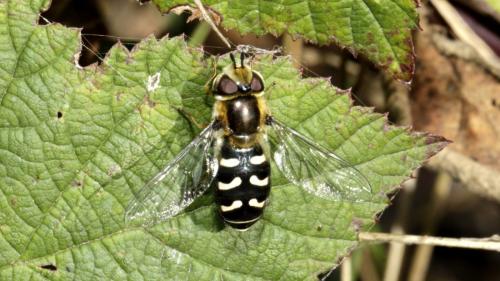 Réf. 173 542 : Scaeva pyrastri