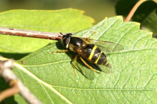 Réf. 173 368 : Dasysyrphus tricinctus
