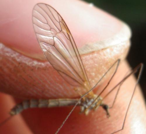 Tipula pagana