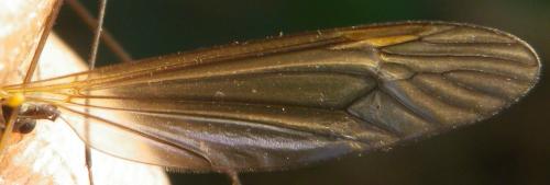 Tipula pagana
