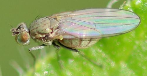 Réf. 173 115 : Hydrellia griseola