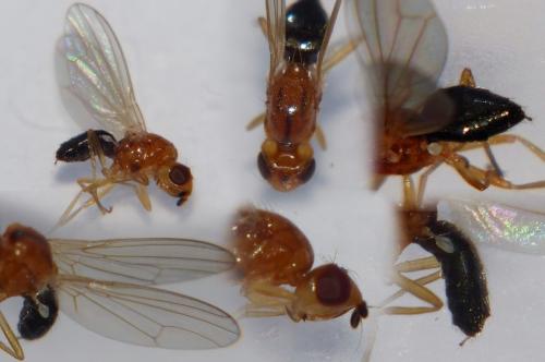 Chamaepsila sp.