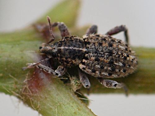 Brachypera crinita