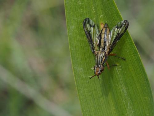 Dorycera grandis