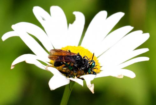 Cephaledo bifasciata bifasciata