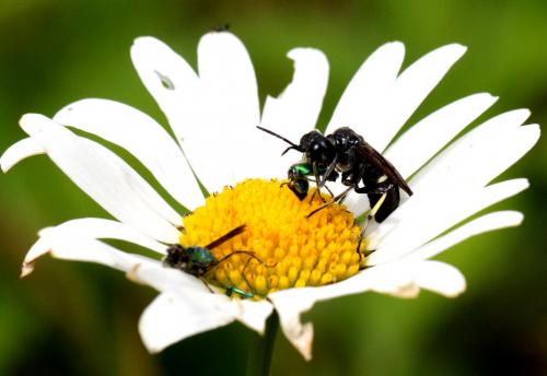 Cephaledo bifasciata bifasciata