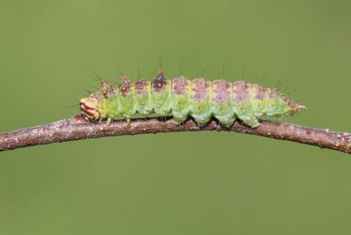 Drepana curvatula