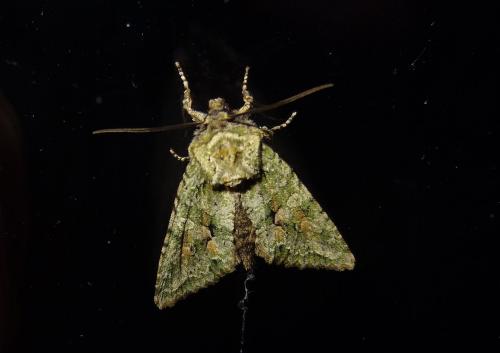 Dryobotodes eremita