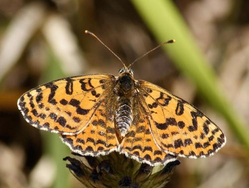 Réf. 173 042 : Melitaea didyma