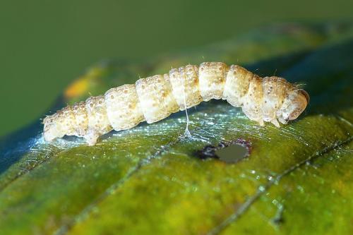 Réf. 173 894 : Cyclophora linearia