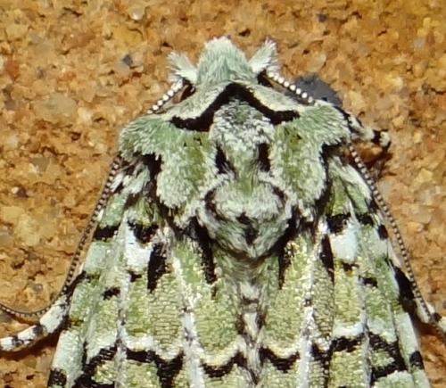 Griposia aprilina