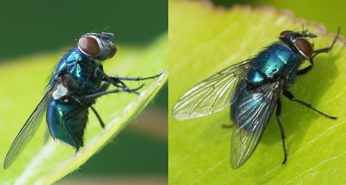 Réf. 173 580 : Lucilia ampullacea