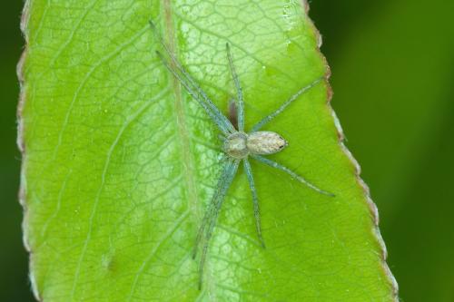 Philodromus sp.