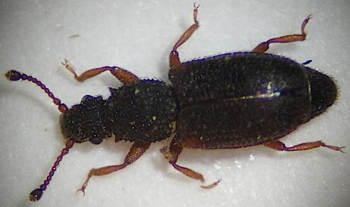 Monotoma spinicollis