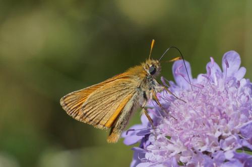 Thymelicus sp.