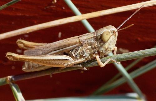 Euchorthippus elegantulus