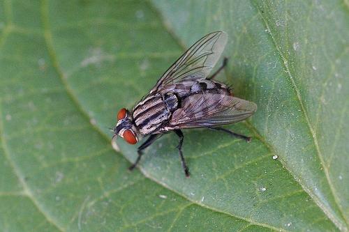 Sarcophaga sp.