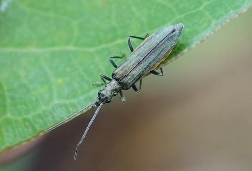 Oedemera sp.