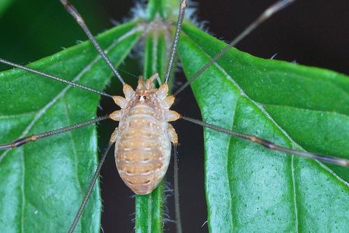 Réf. 173 551 : Opilio canestrinii