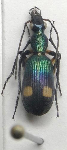 Réf. 173 278 : Chlaenius buqueti