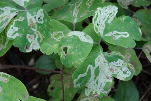Réf. 173 205 : Phytomyza minuscula