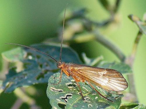 Réf. 173 328 : Anabolia nervosa