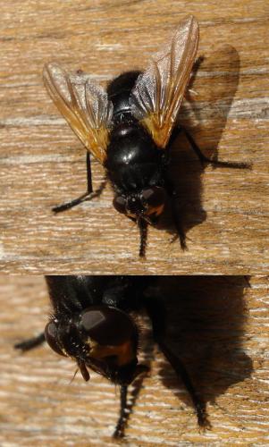 Réf. 173 059 : Mesembrina meridiana