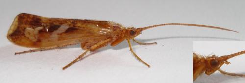 Limnephilus lunatus