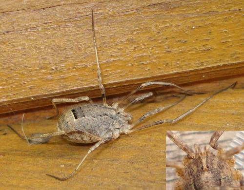 Odiellus spinosus