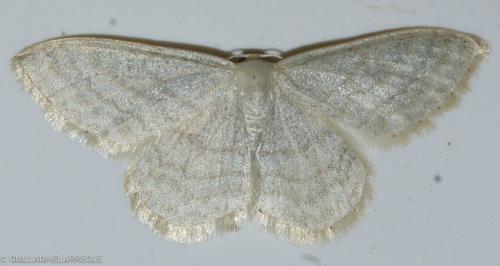Idaea subsericeata