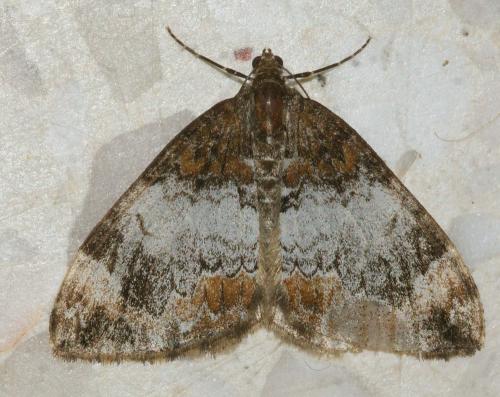 Réf. 173 067 : Dysstroma truncata