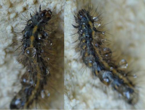 Réf. 173 167 : Callimorpha dominula