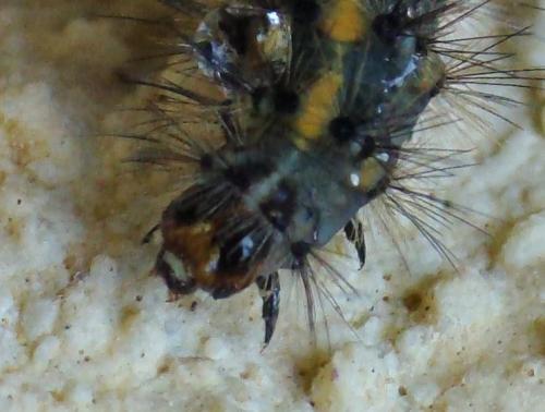 Réf. 173 244 : Callimorpha dominula