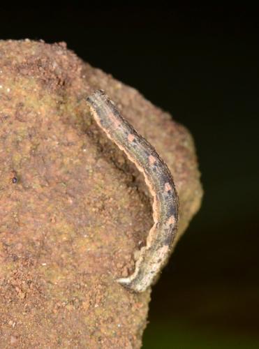 Xanthorhoe fluctuata